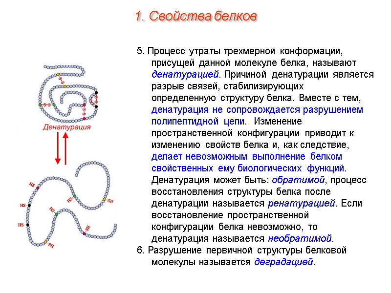 5. Процесс утраты трехмерной конформации, присущей данной молекуле белка, называют денатурацией. Причиной денатурации является
